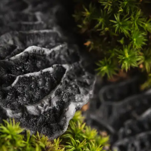Black coral and moss