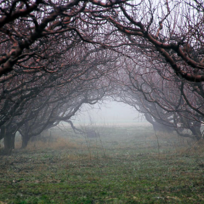 Dark orchard