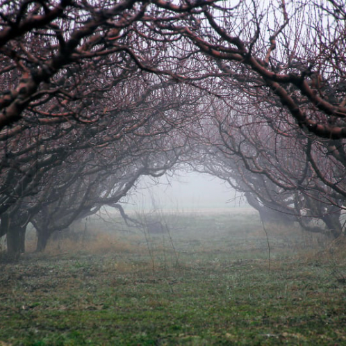 Dark orchard