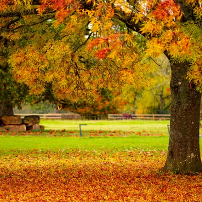 Fallen leaves