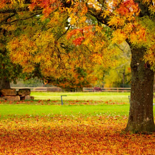 Fallen leaves