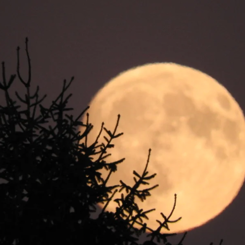 Harvest Moon
