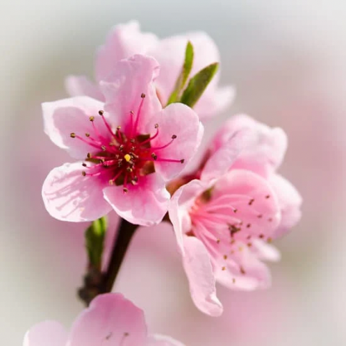 White Peach Blossom
