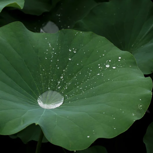 Rain water