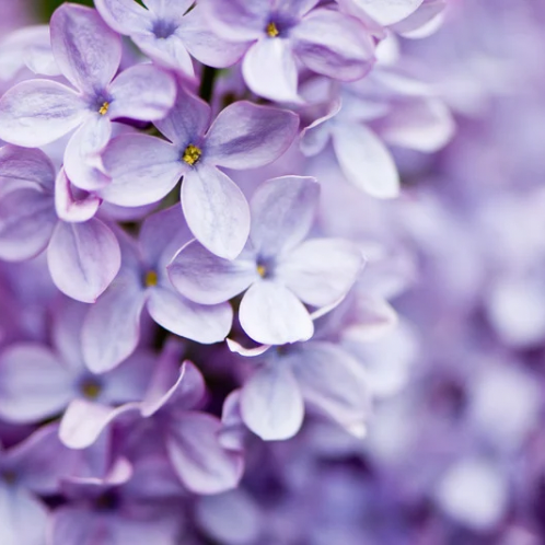 French Lilac